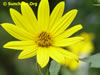 Sunchoke.Org: Image