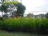 Sunchoke.Org: Image